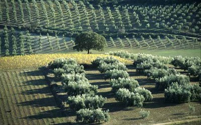 El precio de la tierra comienza a subir